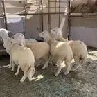 طليان