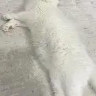 قطه