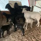 معزا متابيع للبيع