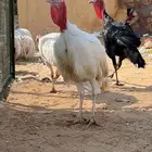 الخرج