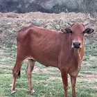 بقره جبليه