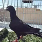 حمام شامي