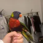 لوري اليف ومتكلم