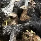 دجاج بلدي للبيع