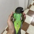 ببغاء الماير النادر انثي