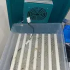 شبوك سمان دجاج فقاسات