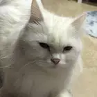 قطط