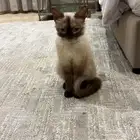 قطة انثى سيامي العمر 6 شهور للتبني