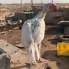 للبيع ديك باكستاني اللون أبيض