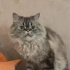 قط مفقود بحي ابو موسى اللي يحصله يتواصل مع هالرقم