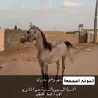 خيل
