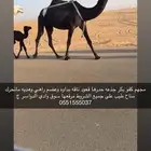 مجهم كفو ومناح كفو