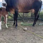 بقره للبيع