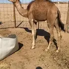 قعود مفرود