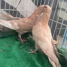زاجل فاخر
