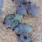 فروخ صن كنيور صبغه وصفار