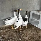 وز بلدي