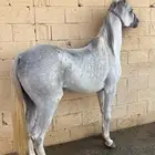 حصان للبيع كفو