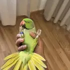 ببغاء الدره ( أليف) ومتكلم( ذكر)