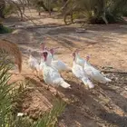 دجاج رومي بياض وانتاجه