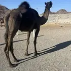 لقحه فرووع مشروطه حد 6000