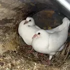 فروخ حمام للبيع فرنسي سلفر زاجل مذبوح