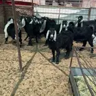 للبيع جفرات