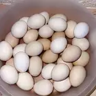 بيض بلدي الطبق 25