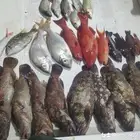 رحلات بحرية صيد ونزهة كاستنج بياضة العاب مائية العاب سحب