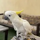 كوكاتو سلفر كرستد
