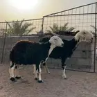 نجد