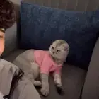 قط سكوتش فولد