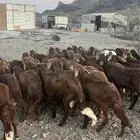 طليان سواكن حمري جادعان مرابى شرط