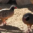 مطلوب   .