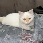 قطو للتبني