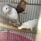 كناري تم البيع