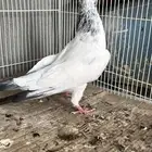 انثى بكستاني