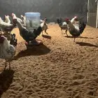 ديكة فيومي سوبر جامبو تم البيع