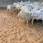 حريات العدد 60 بالفحل