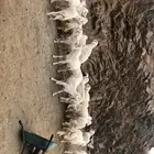 طليان ذبايح و مناسبات