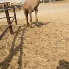 فحل اصفر
