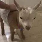 ماعز قزم