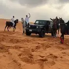 ايواء خيل اربع وجبات 900  خمس وجبات 1000