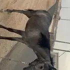 مهره