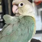 كنيور سينمون هدد داخلي وخارجي نشششبه