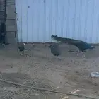 طاووس للبيع مشروط