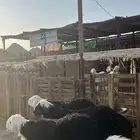 طليان نجد ذبايح فاخر من الاخر