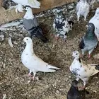 حمام بلدي للبيع