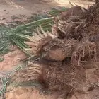 نخل للبيع نخيل للبيع   العلا - المدينة المنورة