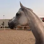 رحلات بريه خيل
